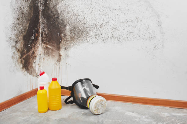 Trusted Fayetteville, NY Mold Removal Experts