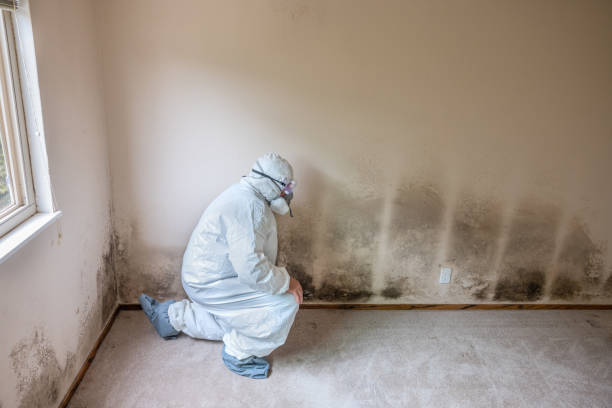 Best Residential Mold Removal  in Fayetteville, NY