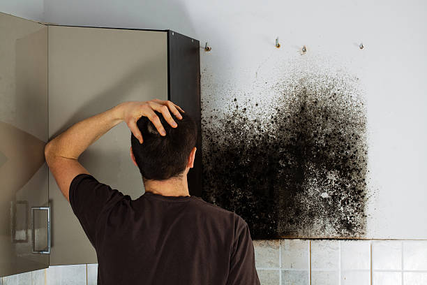 Fayetteville, NY Mold Removal Company