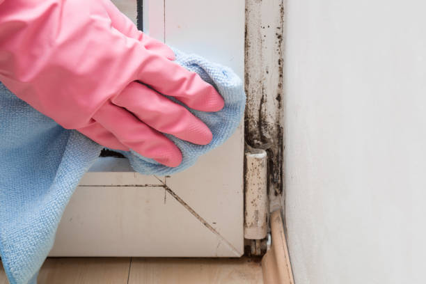 Office Mold Removal Services in Fayetteville, NY